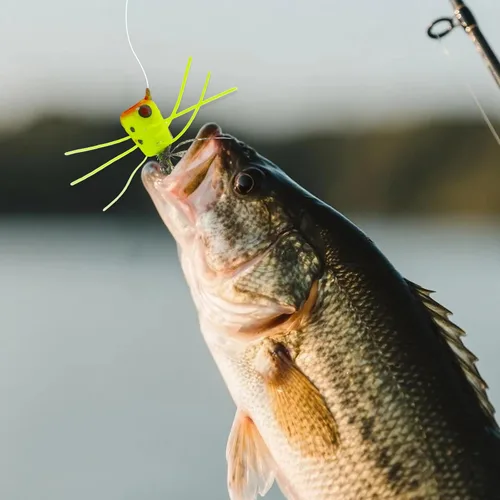 Miniatura 7 de Poppers de Pesca con Mosca Moscas Secas de Pesca con Mosca Señuelos de Pesca en Superficie Moscas Popper para Lubina Señuelos de Insectos Cebo