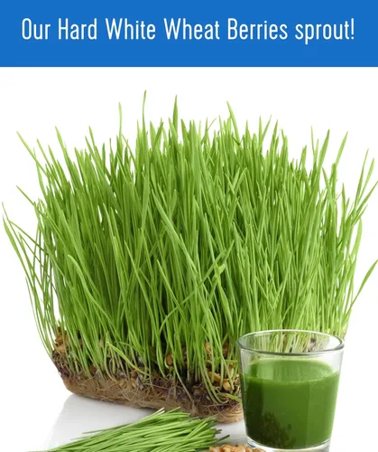 Miniatura 8 de Marca Palouse Certificada Libre de Residuos de Glifosato Grano de Trigo Duro Blanco 15 Libras Paquete de 3 Cultivado por una Familia
