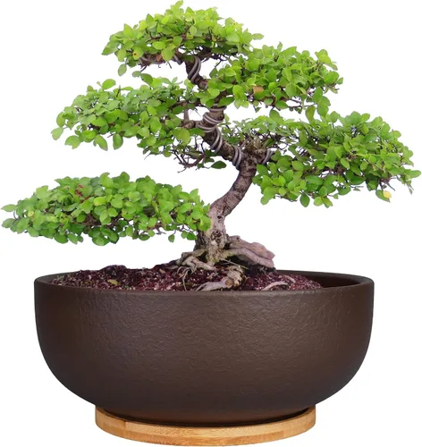 Miniatura 9 de SQOWL Maceta de terracota para bonsái y suculenta de 8 pulgadas, maceta de cerámica redonda para cactus, maceta de arcilla con agujero de drenaje