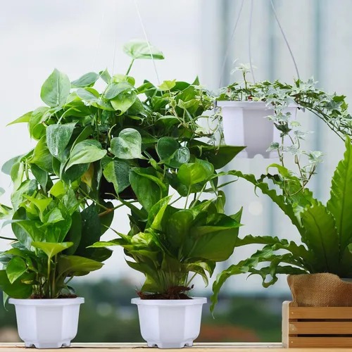 Miniatura 5 de Roshtia 24 unidades de maceta colgante de plástico con gancho, macetas de flores, cestas, soporte para plantas de vivero colgante para jardín