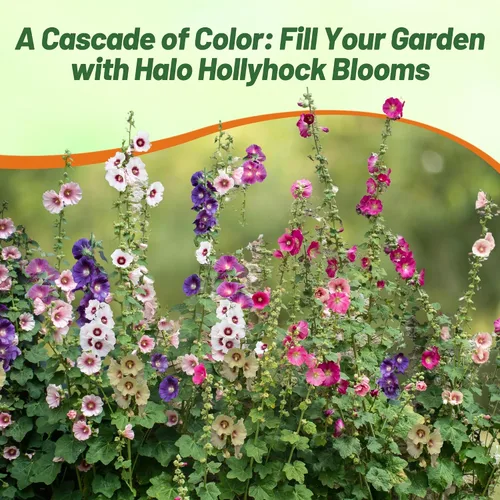 Miniatura 6 de Outsidepride Halo Hollyhock Seeds - 25 piezas de semillas de flores tolerantes a la sequía de larga duración con flores semiprecibles para jardines
