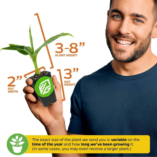 Miniatura 3 de Planta viva de árbol de plátano para helado - Musa acuminata - Planta inicial de Wellspring Gardens - Plantas fáciles de cultivar para amantes
