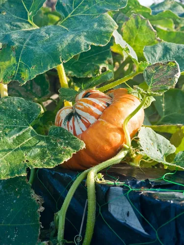 TomorrowSeeds - Turk's Turbante Semillas de calabaza - Más de 20 unidades - Para plantar en 2025 en Estados Unidos Jardín Vegetal Calabaza Calabaza