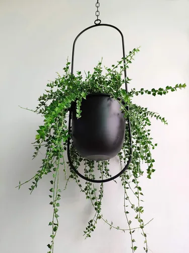 Miniatura 5 de RISEON Colgador bohemio de metal negro para plantas, maceta colgante de pared y techo de metal, maceta moderna, soporte para macetas de mediados