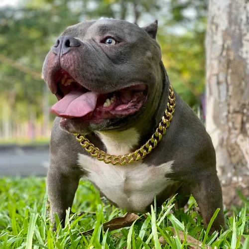 Miniatura 4 de txprodogchains Collar de cadena para perro grande con hebilla, resistente de 0.748 in de grosor, acero inoxidable, oro de 18 quilates, cadena