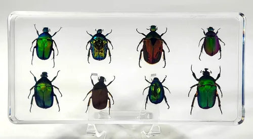 Miniatura 45 de 44mm Hormiga gigante tropical real en resina de lucita transparente cristalina, espécimen preservado Pseudoneoponera Rufipes, taxidermia