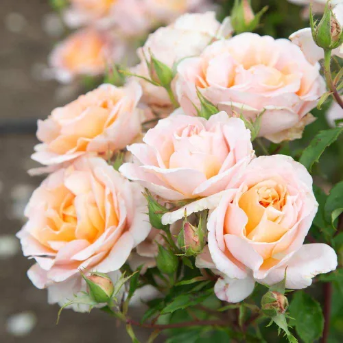 Miniatura 3 de Heirloom Roses Rosal fragante - Planta de rosa naranja en maceta viva Desirée™ para plantar al aire libre