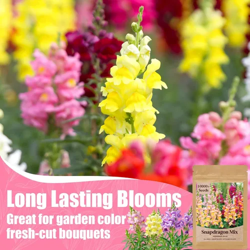 Miniatura 2 de Paquete a granel de más de 10000 semillas de Snapdragon, semillas de flores de dragón mixtas de 5 colores para plantar, semillas de Antirrhinum