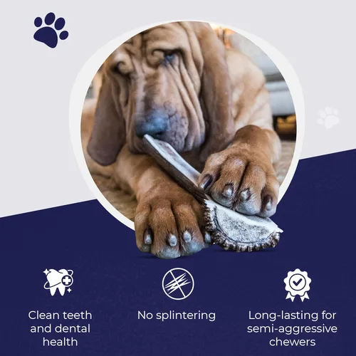 Miniatura 3 de Devil Dog Pet Co. Cuernos de alce divididos para perros, masticables naturales para perros con médula expuesta, larga duración y sin olor