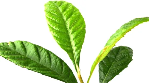 Miniatura 5 de Árbol de níspero dulce amarillo ciruela, enchufe para plantas de 4 a 7 pulgadas de alto, fácil de cultivar, cultivado a partir de semillas de 7 a 12