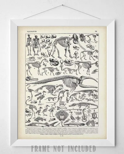 Miniatura 9 de Ilustración de esqueletos de animales de 11 x 14 pulgadas, impresión artística sin marco, arte de pared de biología vintage, póster educativo