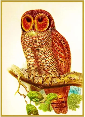Miniatura 13 de Canguros australianos John Gould Counted Patrón de punto de cruz