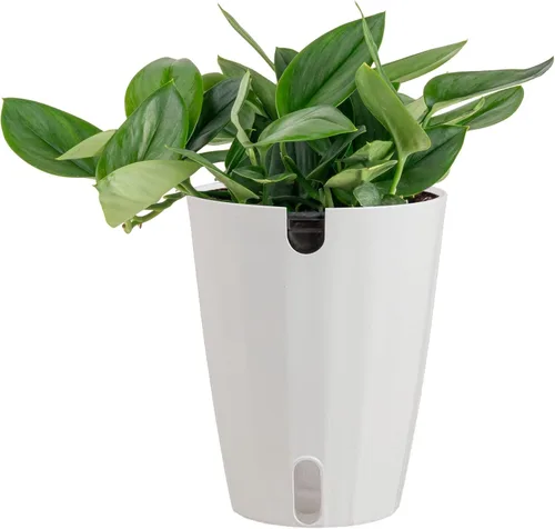 Miniatura 14 de Costa Farms - Aglaonema, planta de interior viva, auto-riego, maceta decorativa, 1 pie de alto, colección Trending Tropicals Maceta de decoración