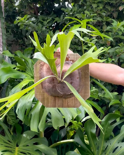 Miniatura 6 de Air Plant Shop Helecho cuerno de ciervo montado en una tabla de cedro - al por mayor y a granel - Live Platycerium bifurcatum - Plantas