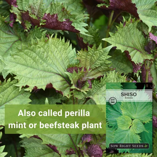 Miniatura 3 de Sow Right Seeds - Semillas de Shiso verde para plantar - Semillas de perilla Shiso japonés - Hoja de perilla de reliquia sin OMG - Ideal