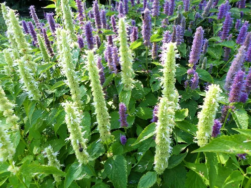 Semillas de hisopo gigante púrpura para plantar (500 semillas) Impresionantes flores silvestres - Agastache scrophulariifolia