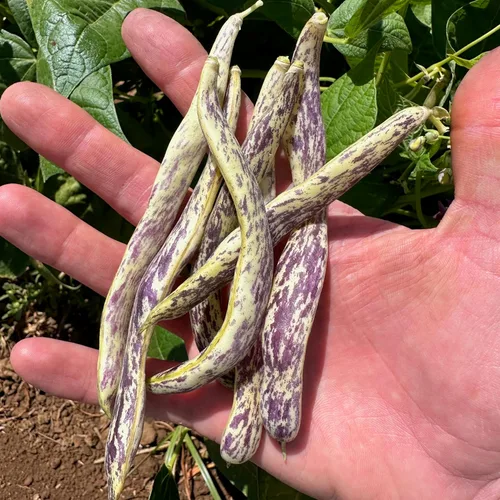 Miniatura 2 de Plant Good Seed Semillas orgánicas de frijol dragón para plantar: vegetales de arbusto de reliquia, vainas blancas y moradas - Paquete de 18 semillas