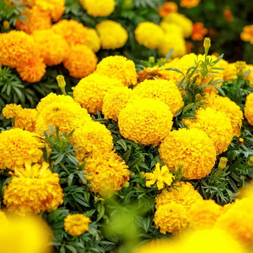 Miniatura 4 de Park Seed Whopper - Semillas de flores de caléndula amarilla, flores gigantes de 4 pulgadas totalmente dobles, tolerantes a la botrytis y Amarillo