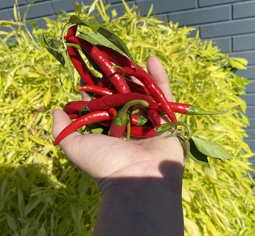 Miniatura 4 de Szechwan Chile Plant Sichuan Chili Szechuan Heirloom Oriental Cuisine Pepper Semillas premium para plantar paquete