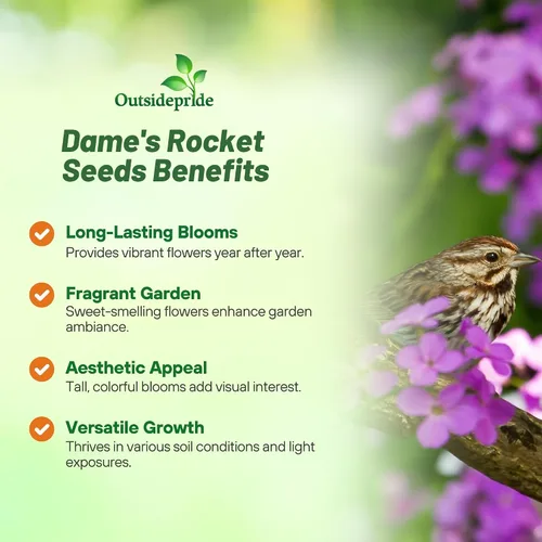 Miniatura 3 de Outsidepride Semillas de flores silvestres de Dame's Rocket – 1/4 libras. Semillas perennes, fáciles de cultivar, resistentes a los ciervos y Púrpura