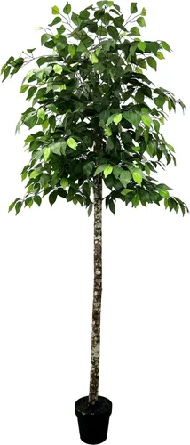 Miniatura 9 de Cypress & Alabaster Árbol artificial de ficus de 3 niveles hecho a mano de 6.5 pies con troncos de madera real de origen ético, hipoalergénico, 6.5