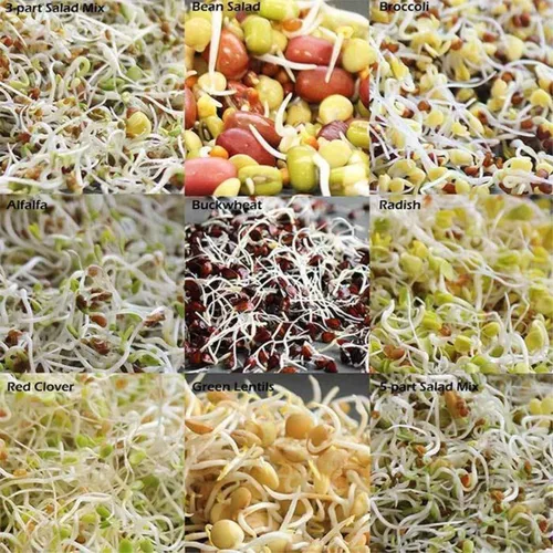 Miniatura 4 de Handy Pantry Organic Sbrouting Seed Mix – 2.5 lb – 10 variedades: Alfalfa Frijol mung, brócoli, lentejas, trébol, trigo sarraceno, rábano