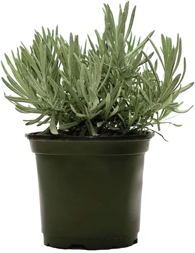 American Plant Exchange Lavanda Inglesa – 6 Pulgadas con Maceta – Planta de Hierba Aromática Floreciente Viva, Vegetación Aromática Comestible para