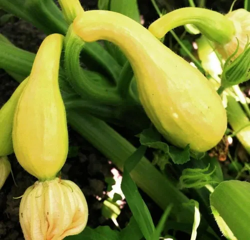 Miniatura 2 de 100 semillas de calabaza de verano Crookneck para principios de verano, sin OMG, semillas siempre frescas