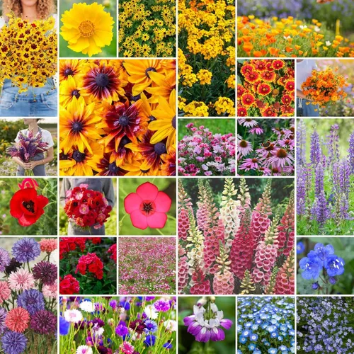 Eden Brothers Pacific Northwest - Semillas mixtas de flores silvestres para plantar, 50 libras, más de 24,000,000 semillas con aciano, CA Bluebell,
