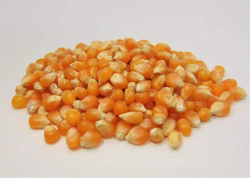Miniatura 2 de Semilla de palomitas de maíz amarillas de 16 onzas – Granos de palomitas de maíz sin estallar – Palomitas de maíz de mariposa grandes – Producto