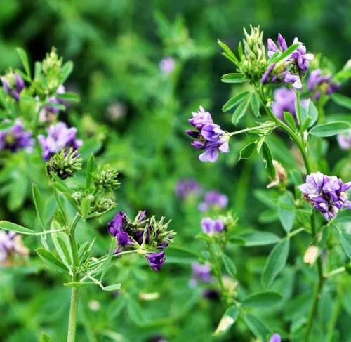 Miniatura 5 de 100 semillas de alfalfa morada, cultivo de cobertura regenerativa, semillas certificadas sin OMG de alta germinación, semillas convencionales