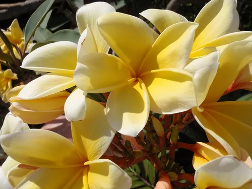 Miniatura 5 de 4 esquejes de plantas de Plumeria hawaiana, colores mezclados, rosa, amarillo, blanco, rojo, aprox. 10 pulgadas de largo cada Kanoa Hawaii