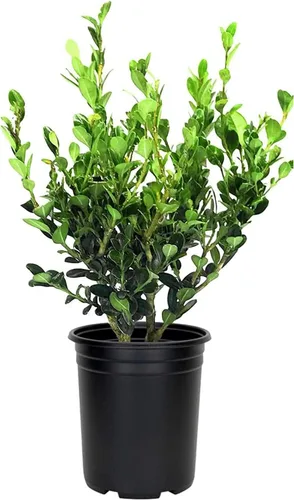 Bojín de Wintergreen | 1 planta de tamaño de galón grande | Buxus Microphylla | Arbusto perenne, follaje denso, jardín formal, bajo mantenimiento,