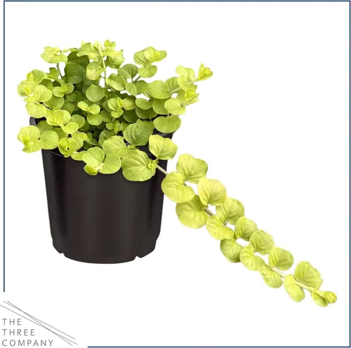 Miniatura 4 de Planta de lisimaquia viva (4 por paquete) y New Guinea Impatiens (3 por paquete) - Plantas con flores y arrastre