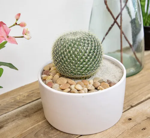 Miniatura 8 de Altman Plants, Surtido de Plantas de Cactus Plantas Vivas (3PK), Planta de Cactus Plantas Suculentas Vivas Decoración de Cactus Vivos, Plantas