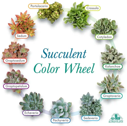 Miniatura 5 de Altman Plants - Plantas suculentas vivas (paquete de 20 unidades), plantas suculentas surtidas en macetas, plantas vivas para el hogar en mezcla
