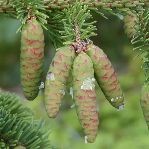 Miniatura 2 de Picea glauca densata (Black Hills Spruce) Semillas de árboles, forma simétrica, follaje denso, semillas de MySeeds.Co, eliges