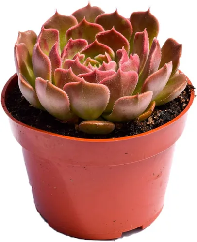 Miniatura 20 de Planta suculenta Echeveria viva – Suculenta Echeveria de 4 pulgadas totalmente arraigada (– Echeveria Borgoña Pearl)