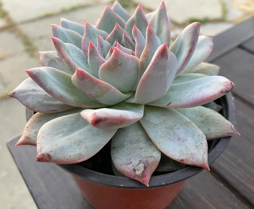 Miniatura 4 de Live Echeveria Blue Bird - Planta suculenta de 4 pulgadas, baja agua, tolerante a la sequía con tierra, floración durante todo el año, verde