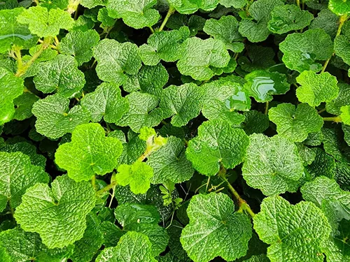 Miniatura 11 de Greenwood Nursery: Plantas vivas de cobertura del suelo - Bugleweed Blueberry Muffin + Ajuga Reptans - [Cantidad: 1x Maceta de Pinta]
