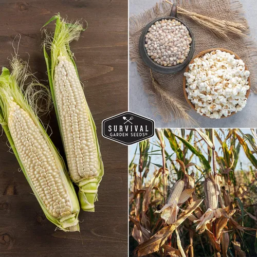 Miniatura 5 de Survival Garden Seeds - Semilla de Maíz Sin Cáscara Japonés para Plantar - 1 Paquete con Instrucciones para Plantar y Cultivar Deliciosas Palomitas