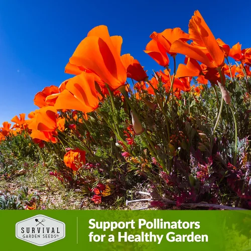 Miniatura 5 de Paquete de 1 semilla de amapola Mikado California para plantar, paquete con instrucciones para cultivar amapolas rojas en tu huerto casero, variedad
