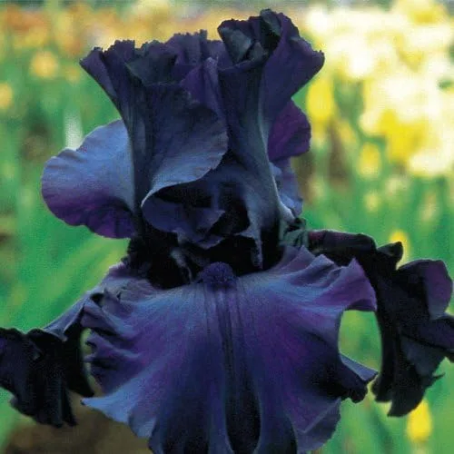 Miniatura 3 de Raíz de iris barbudo mixto de lujo, rizoma, planta, inicio, para flores espectaculares año tras año