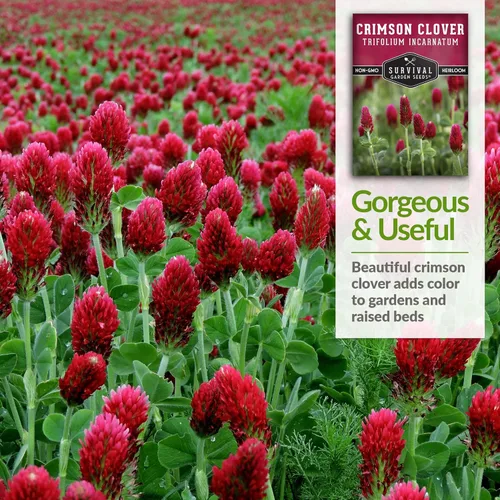 Miniatura 4 de Semillas de trébol carmesí para plantar – Variedad de reliquia sin OMG – Cubierta de fijación de nitrógeno, flores de cultivo para jardines