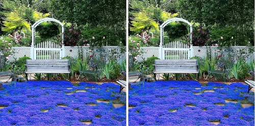 Más de 20000 semillas de tomillo rastrero azul mágico para plantar plantas de cobertura del suelo Flores perennes de tomillo no transgénico Thymus