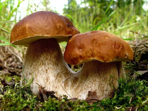 Miniatura 2 de Semillas Porcini Setas Esporas - Heirloom - Libre de OGM