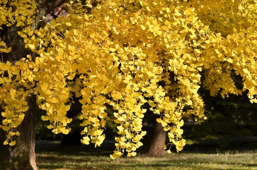 Miniatura 4 de 10 semillas de hierba de fruta de naranja de otoño de Ginkgo BILOBA árbol de culantrillo amarillo