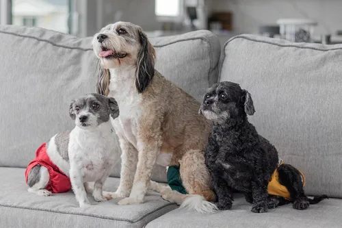 Miniatura 8 de Pet Parents® Pañales lavables para perros (paquete de 3) + Extendrs® de pañales duraderos para perros, pañales premium para perros hembra