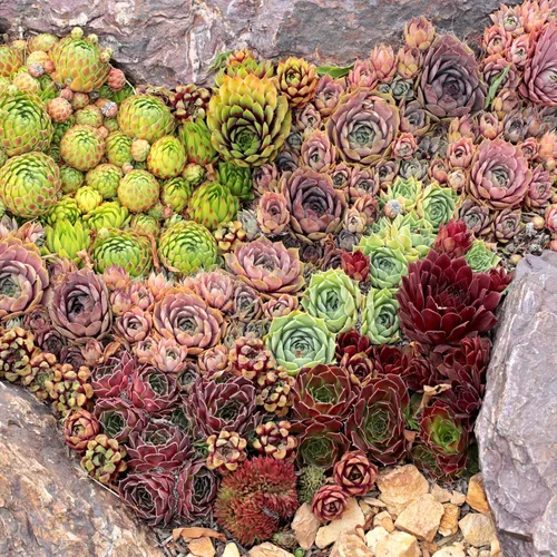 Miniatura 9 de Mountain Crest Gardens Sempervivum - Paquete variado de suculentas – 20 plantas de roseta vivas resistentes, sin repeticiones, enraizadas en macetas