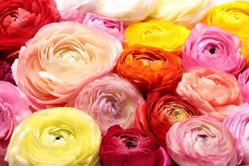 Bulbos de ranúnculo para plantar – Flor de ranúnculo – Planta en jardines, contenedores y macizos de flores – Fácil de cultivar bulbos de flores 20